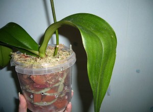 Hogyan transzplantáció Babe orchidea otthon milyen a növény orchideák folyamat, video