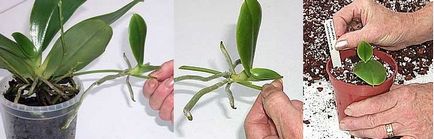Hogyan transzplantáció Babe orchidea otthon van
