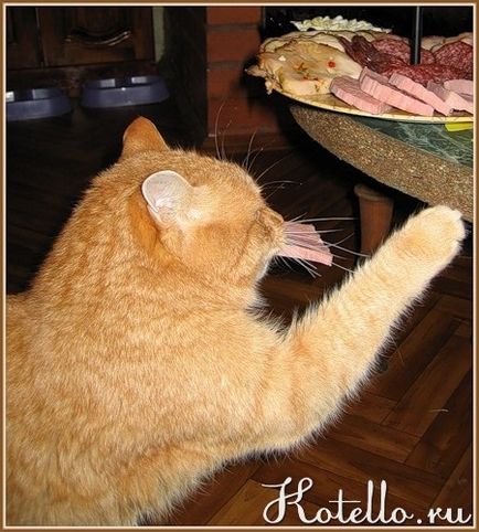 Hogyan vigyük át a macskát, hogy a hazai élelmiszer-