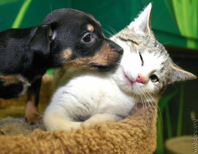 Hogyan kell barátkozni a kutya és macska