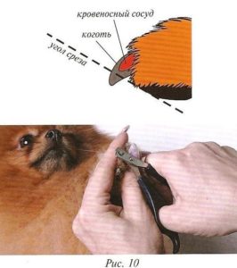 Hogyan lehet csökkenteni a körmök kutya otthon