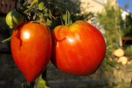 Hogyan lehet megérteni, akkor lehetőség van a növény sárgarépa, dachasadovnika