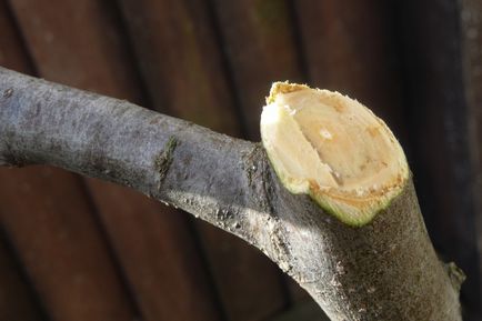 Hogyan ültessünk egy szilva tavaszi finomság és ravasz agrotechnika