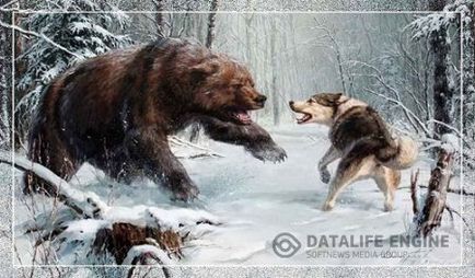 Hogyan vadásznak a medve kutyákkal