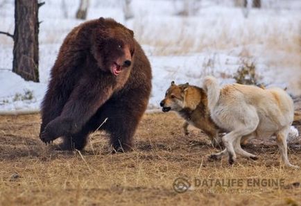 Hogyan vadásznak a medve kutyákkal