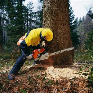 Hogyan vágni a fákat láncfűrész