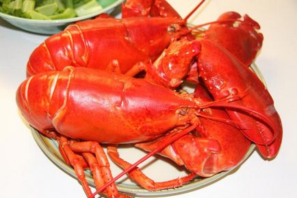 Főzni homár, mint evés Lobster főzni homár otthon
