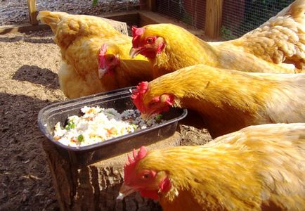 Hogyan kell főzni a pépet a tojótyúkok és csirkék utasítások és fotók