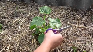Hogyan csipet uborka megfelelő videó és fotó utasítás (helyesen) Hogyan csipet uborka megfelelő videó és fotó oktatás