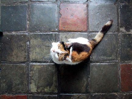 Hogyan hozzászoktatni a macskát a WC - lépésről lépésre