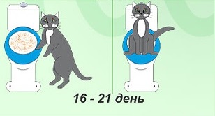 Hogyan kell tanítani a macska WC, macska, cica, macska megjegyzi egy tapasztalt állatorvos