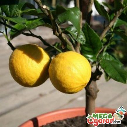 Hogyan csepegtetni citrom a hazai szabályok és tanácsok