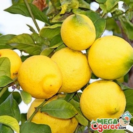 Hogyan csepegtetni citrom a hazai szabályok és tanácsok