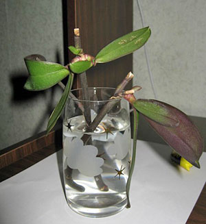 Hogyan terjednek orchidea otthon bevágások és egyéb módszerek, video