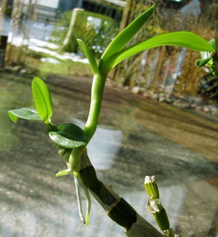 Hogyan terjednek orchidea otthon bevágások és egyéb módszerek, video