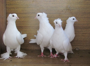 Hogyan szaporodnak a galambok otthon takarmányozási szabályokat, szaporodás és szaporodási sajátosságok