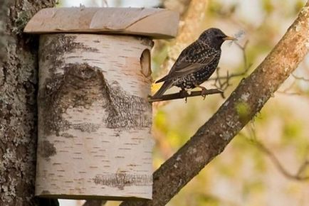 Hogyan készítsünk egy házat (madárház) a madarak számára a kezüket (csinálni) Hogyan készítsünk egy házat (madárház) a madarak számára a kezével