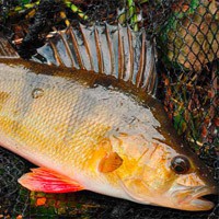 Hogyan savanyú tojás - egyszerű receptet Solim spawn csuka, süllő, sügér (hogyan savanyú tojás) Hogyan savanyú tojás - egyszerű receptet Solim spawn csuka, süllő, sügér
