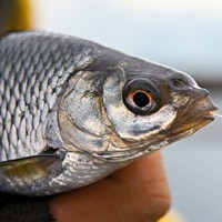 Hogyan savanyú tojás - egyszerű receptet Solim spawn csuka, süllő, sügér (süllő ivadék só formájában) Hogyan savanyú tojás - egyszerű receptet Solim spawn csuka, süllő, sügér