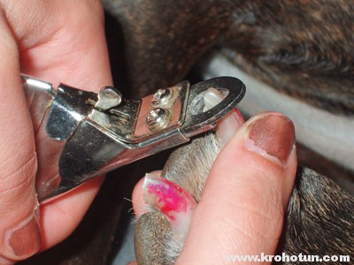 Hogyan lehet csökkenteni a kutya körmök használati groomer