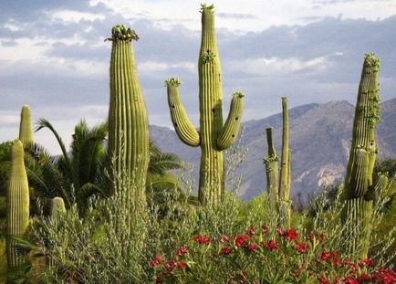 Kaktusz - történelem, az osztályozás, a használat, fotó