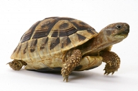 Hogyan törődik egy teknős otthon