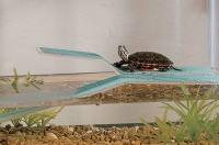 Hogyan törődik egy teknős otthon