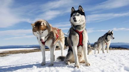 Hogyan válasszuk ki a kiskutya husky vadászati ​​videó