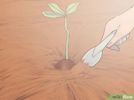 Hogyan növekszik egy tölgy makk