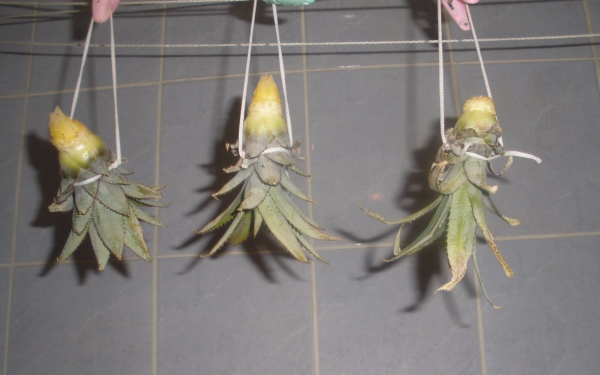 Hogyan növekszik egy ananász felülről home fotó és videó