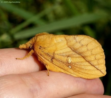 Hogyan növekszik lepkehernyók boru-boru (Scoliopteryx libatrix családi bagolylepke) Hogyan növekszik a pillangó hernyó boru-ború