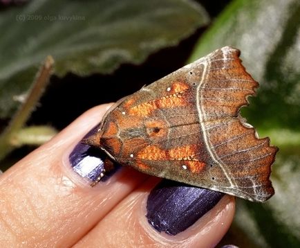 Hogyan növekszik lepkehernyók boru-boru (Scoliopteryx libatrix családi bagolylepke) Hogyan növekszik a pillangó hernyó boru-ború