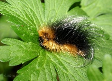 Hogyan növekszik lepkehernyók boru-boru (Scoliopteryx libatrix család) Hogyan növekszik a pillangó hernyó boru-ború