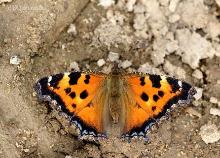 Hogyan növekszik lepkehernyók boru-boru (lovas) Hogyan növekszik a pillangó hernyó boru-ború