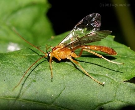Hogyan növekszik lepkehernyók boru-boru (Scoliopteryx libatrix család) Hogyan növekszik a pillangó hernyó boru-ború