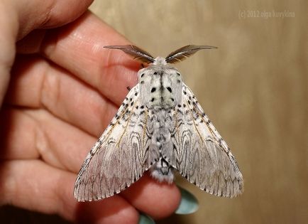 Hogyan növekszik lepkehernyók boru-boru (Scoliopteryx libatrix család) Hogyan növekszik a pillangó hernyó boru-ború