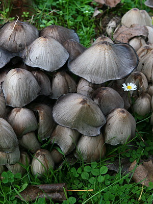 Mivel a vadon élő gombák nőnek a kertben ültetés és termesztése gombák vendégház