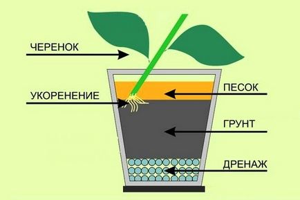 Hogyan növekszik a citrom egy kő, és kap a gyümölcs
