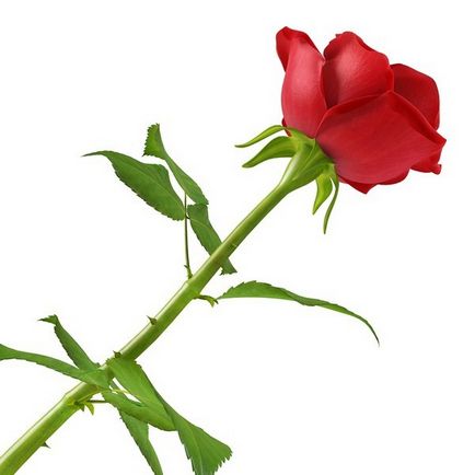 Hogyan növekszik a rózsa a vágott virág tippek