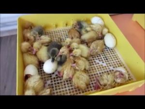Hogyan, hogy a csirkék inkubátorban otthon
