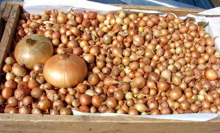 Hogyan kell tárolni a hagyma hagyma (vöröshagyma) Hogyan kell tárolni a hagyma hagyma