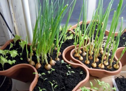 Hogyan kell tárolni a sevok íj (store) Hogyan kell tárolni a hagyma hagyma