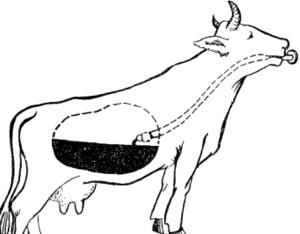 Hogyan fut a gyomorban a tehén esetén dugulások