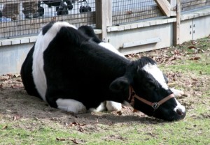 Hogyan fut a gyomorban a tehén esetén dugulások
