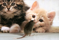 Hogyan készítsünk macska fogást egerek, Állatmenhely, g