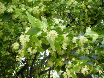 Brewing lime tea