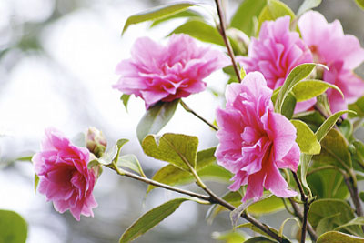 Camellia otthon