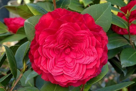Camellia virág terem - ellátás, termesztése és fenntartása otthon, fotó, videó