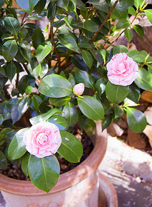 Camellia virág terem - ellátás, termesztése és fenntartása otthon, fotó, videó