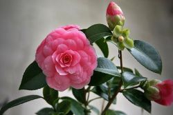 Camellia - otthoni gondozást